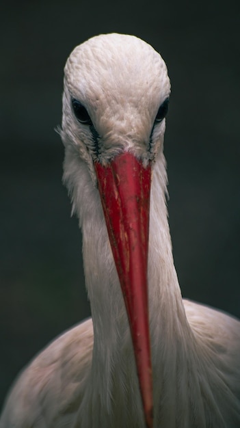 Photo close-up of bird