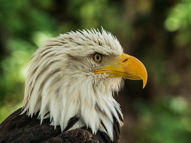 Close-up of a bird