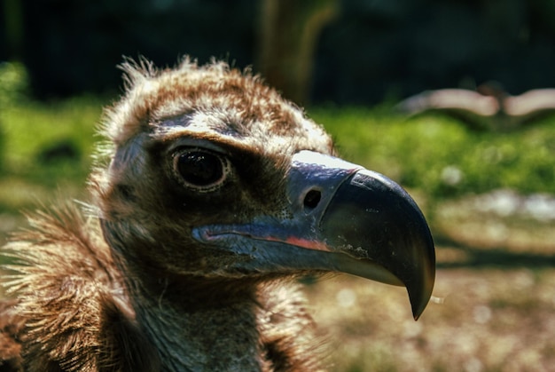 Photo close-up of a bird