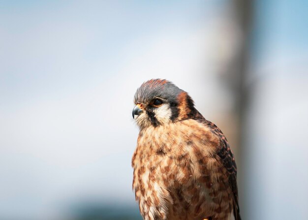 Photo close-up of a bird