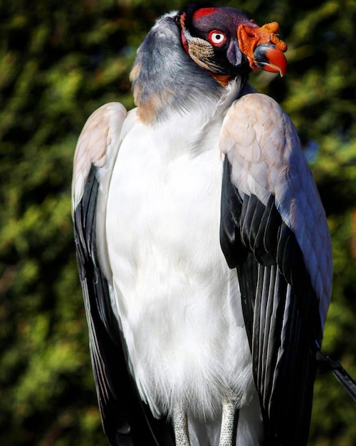 Close-up of a bird