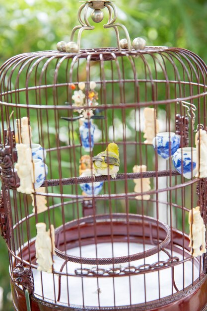 Photo close-up of birds in cage