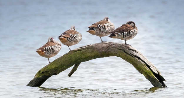 Photo close-up of birds perching on branch amidst lake