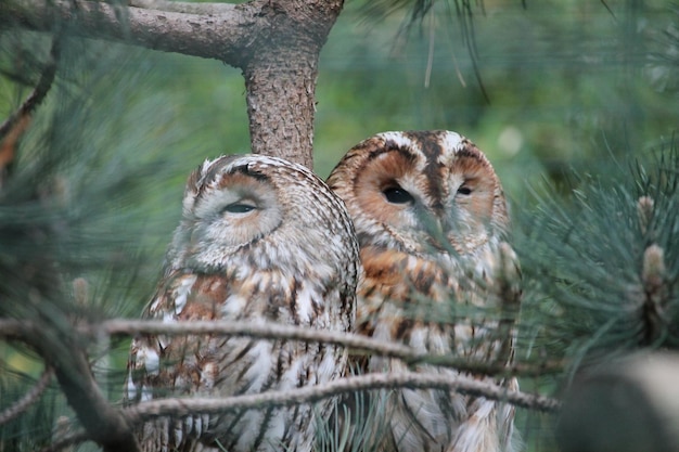 Photo close-up of birds perching on tree