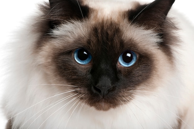 Close up of a Birman   