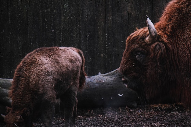 Photo close-up of bison on land