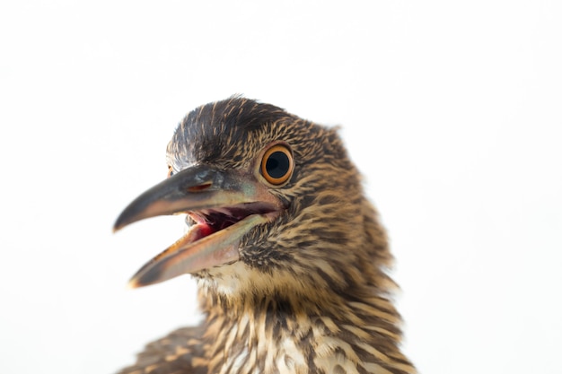 Close-up of a black-crowned night heron bird