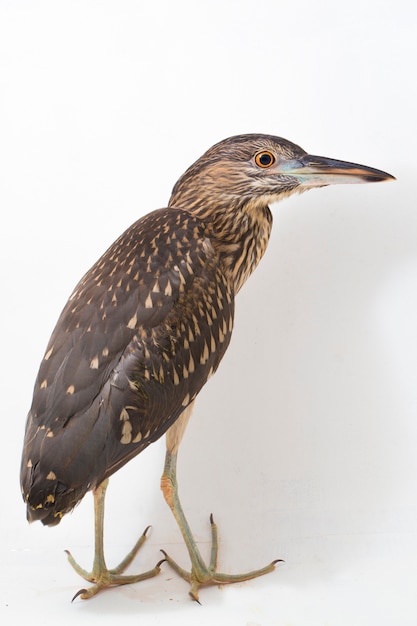 Close-up of a black-crowned night heron bird