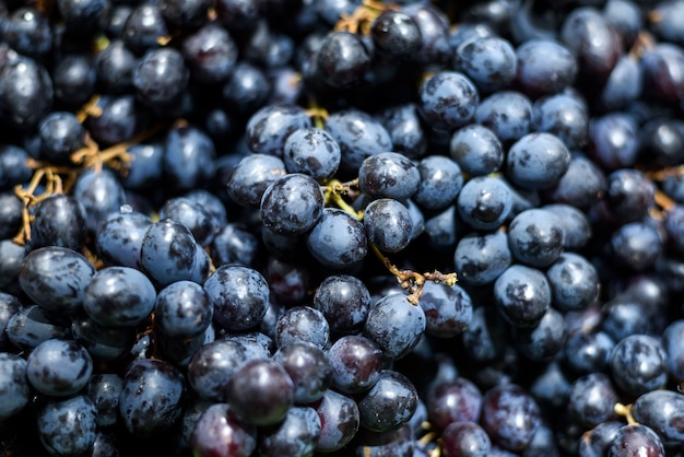 Close up black grapes background