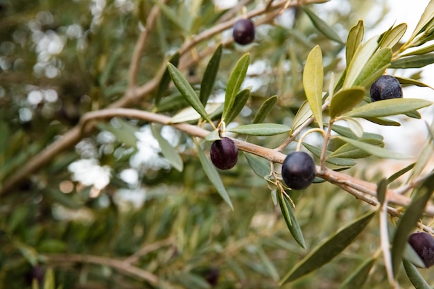 Close-up of black olives on wood