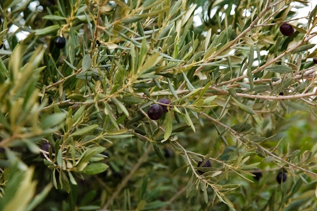 Close-up of black olives on wood