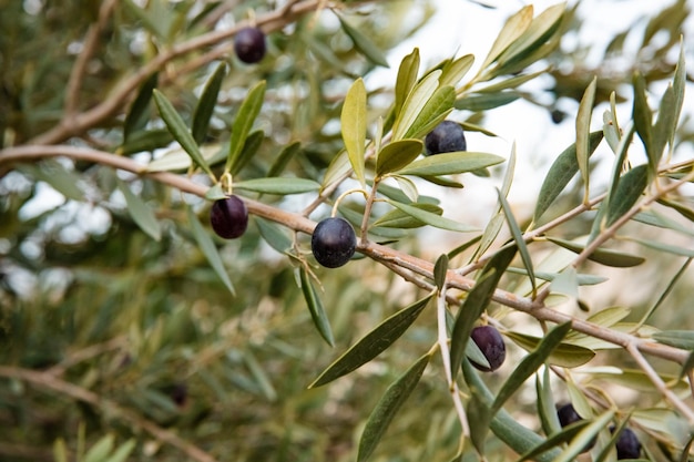 Close-up of black olives on wood