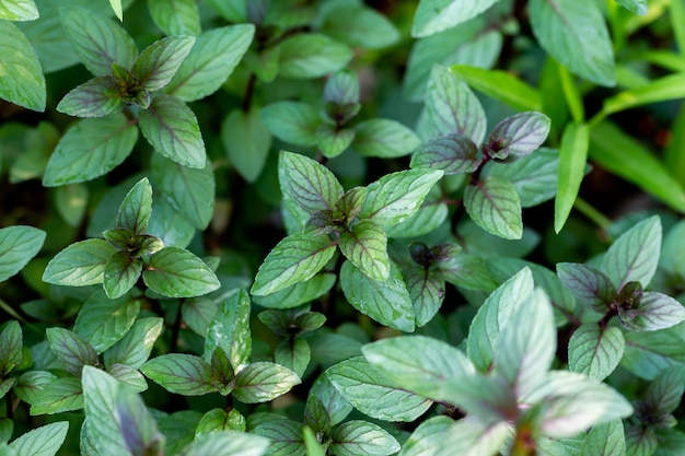 Close up of black peppermint on top views