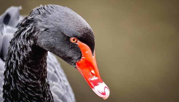 Photo a close up of a black swan on a black background