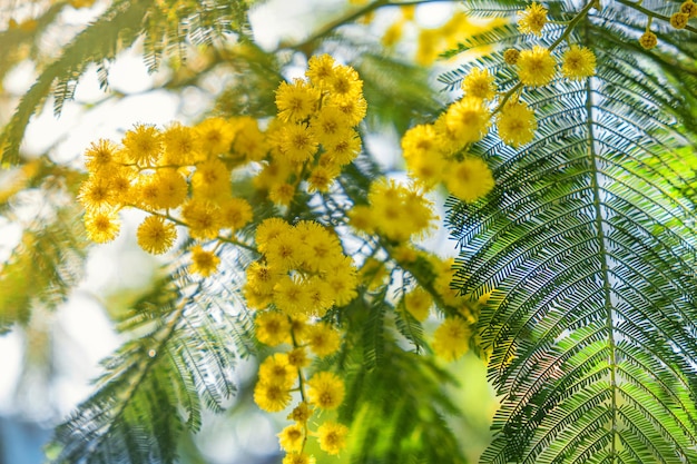 Close up of blooming branch of yellow mimosa flower in springtime Womens day Easter background