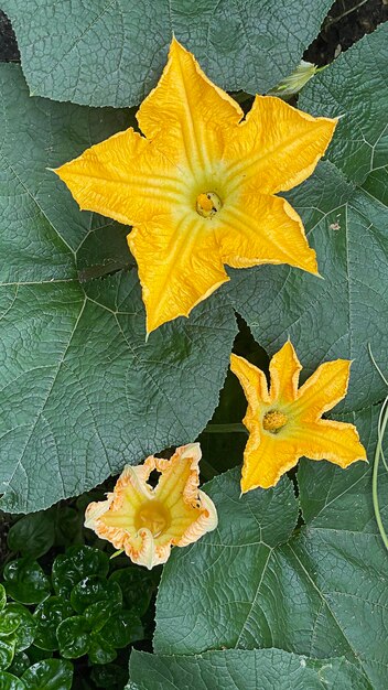 Close up blooming pumpkin flower in garden