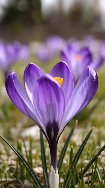 Photo close up of blooming purple crocus flowers in springtime