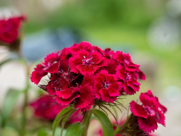 Close-up of a blooming scarlet carnation in the afternoon. Blurred background