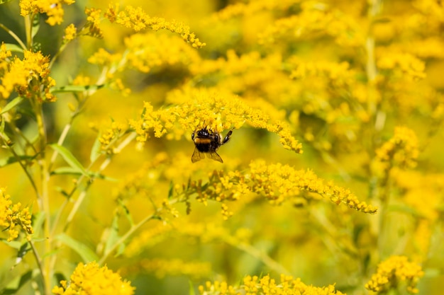 Close up of the blooming yellow inflorescence of Solidago canadensis