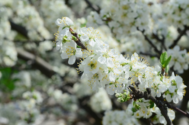 Close up of blossoming green apple tree with white flowers