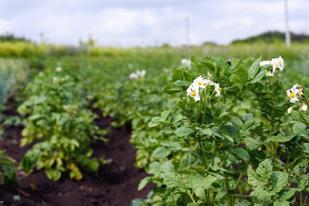 Close-up of a blossoming young potatoes on the plantation in the garden, the effect of perspective