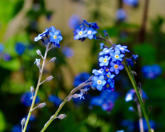 Photo close-up of blue flowering plant