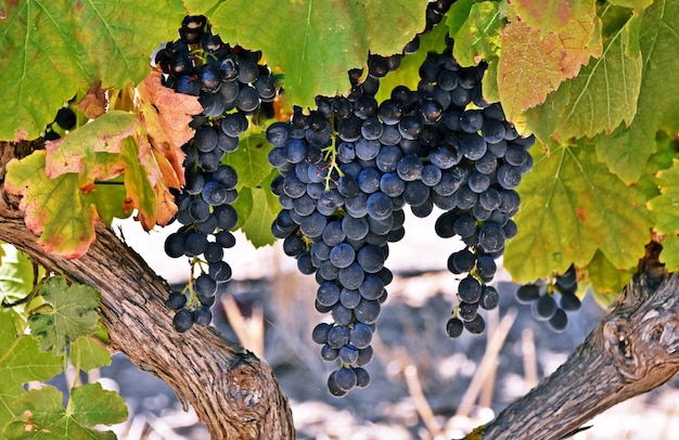 close up of blue Grapes in sunlight