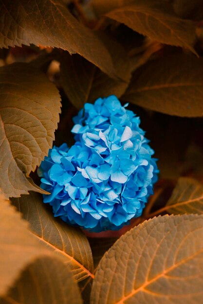 Close-up of blue hydrangea