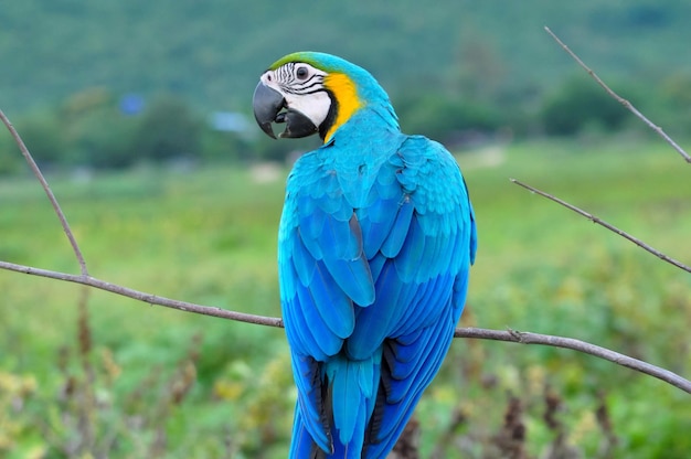 Photo close-up of blue parrot perching on branch