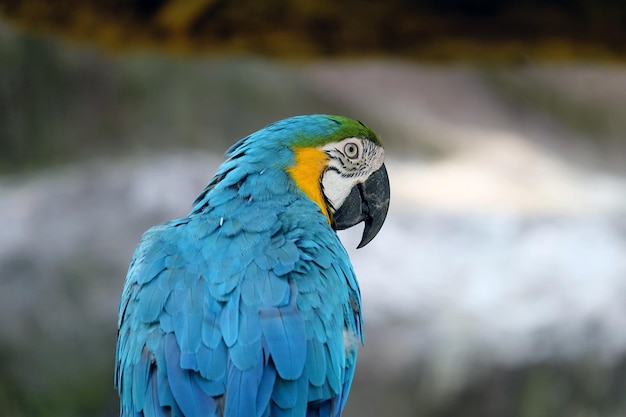 Photo close-up of blue parrot