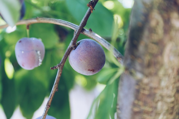 Photo close-up of blue plum growing on tree