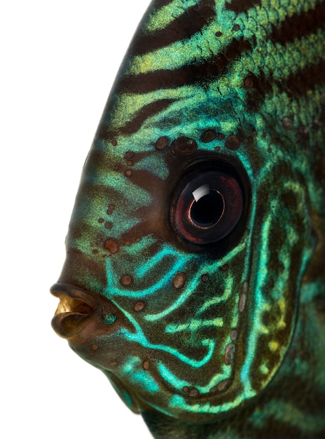 Close-up of a Blue snakeskin discus' head, Symphysodon aequifasciatus, isolated on white