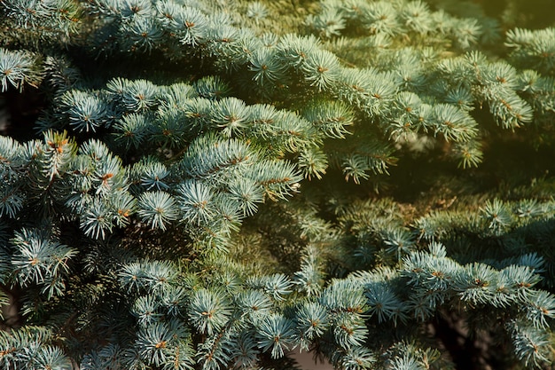 Photo close-up of blue spruce branches, with scientific name picea pungens, is type of spruces. natural background for creativity. selective focus. image for website or banner. copy space