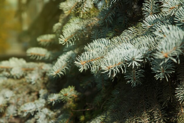 Photo close-up of blue spruce branches, with scientific name picea pungens, is type of spruces. natural background for creativity. selective focus. image for website or banner. copy space