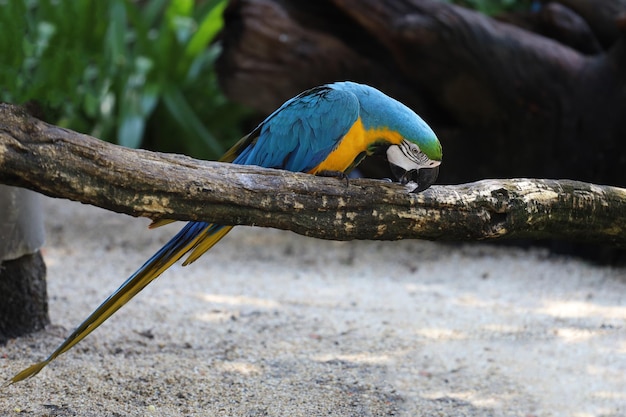 Close up the Blue and yellow macaw parrot bird in garden