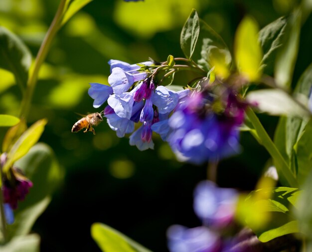 Close up of bluebells in April