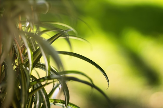 Close up of blurred summer green and green leafs on the left on the branch with blurred background