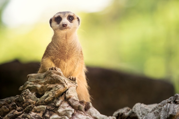 close up body of meerkat standing on ground