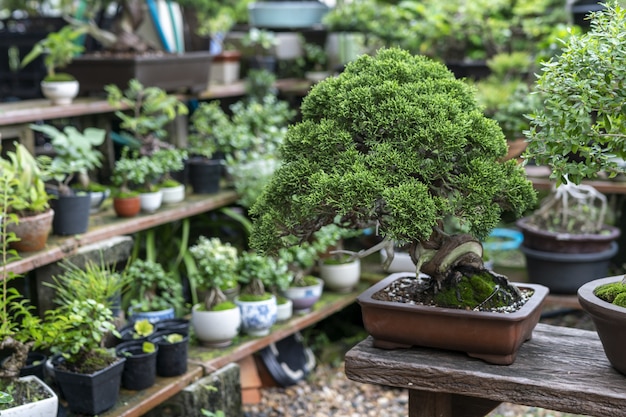 Close up on Bonsai tree surrounded by other plants