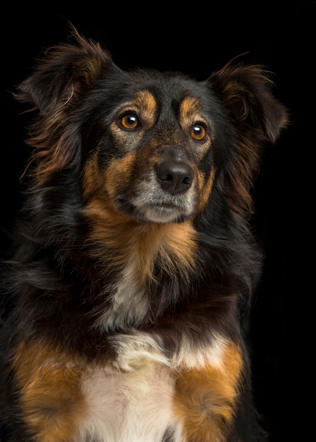 Close up of a Border collie on a black background