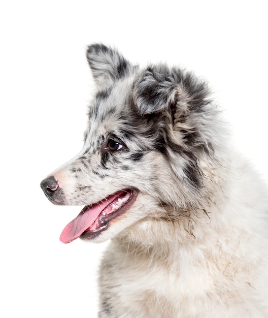 Close-up of border Collie dog panting