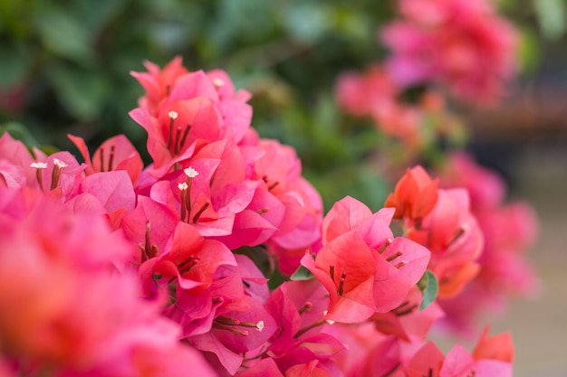 Close up  Bougainvillea vivid color and blurry background