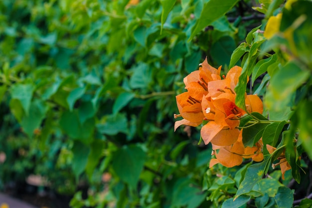 Close up  Bougainvillea vivid color and blurry background