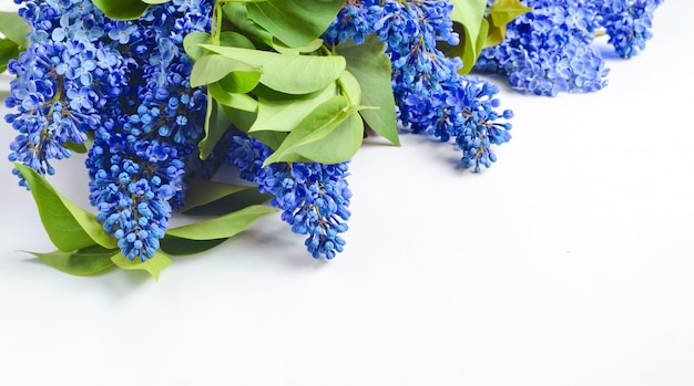 Close up on bouquet of blue lilac isolated