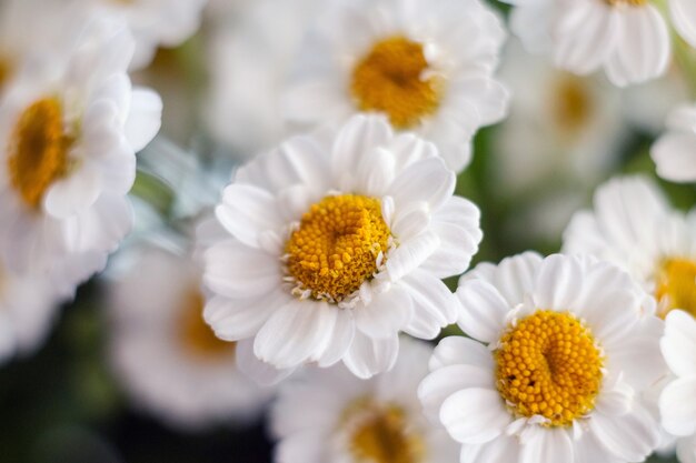 Close-up of a bouquet of chrysanthemum field daisies. Chamomile chrysanthemum close-up.