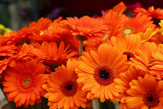 Close up bouquettes of fresh orange color gerber daisy flowers with on retail display, high angle view