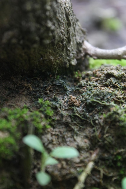 Close up of a branch on the bark of a tree in the forest small plant growing on the bark of a tree