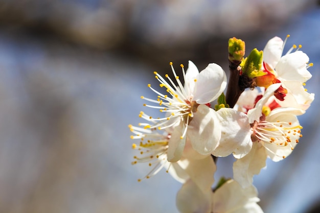 A close up of a branch of a blossoming tree with white flowers and green leaves