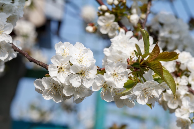 Close-up branch of cherry tree in the period of spring flowering on blurred natural background. Selective focus on flowers.