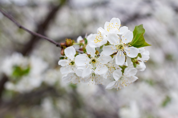 close-up branch of a cherry tree in the period of spring flowering